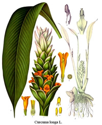 Koehler's Medicinal-Plants 1887
