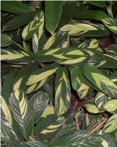 arrowroot powder maranta arundinacea anniesremedy herb benefits leaves