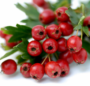 What are the side effects of hawthorn berry?