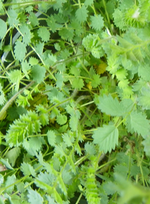 Salad Burnet Herb