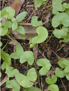 Centella asiatica (L.) 
