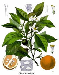 Citrus aurantium subsp. amara or Bigaradia