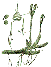 Lycopodium clavatum,