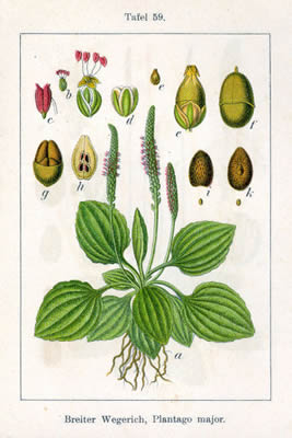 Plantago major ,lanceolata L.