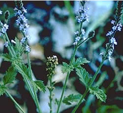 Verbena hastata, V. officinalis