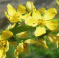 Agrimonia eupatoria L.