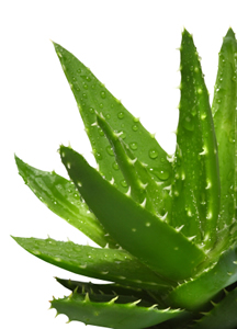 aloe plant skin care