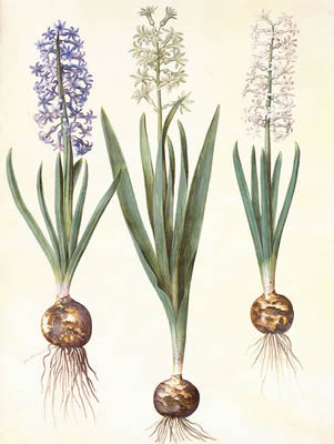 Hyacinthus nonscriptus