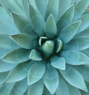 Agave tequilana, spp