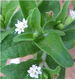 Stevia rebaudiana (Bertoni)
